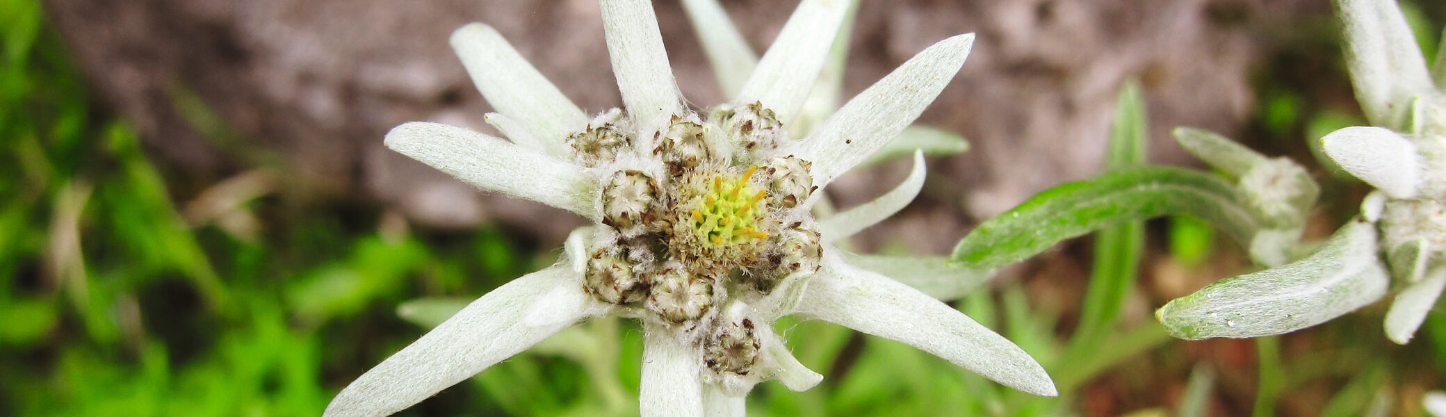 Edelweiss | © DAV Archiv