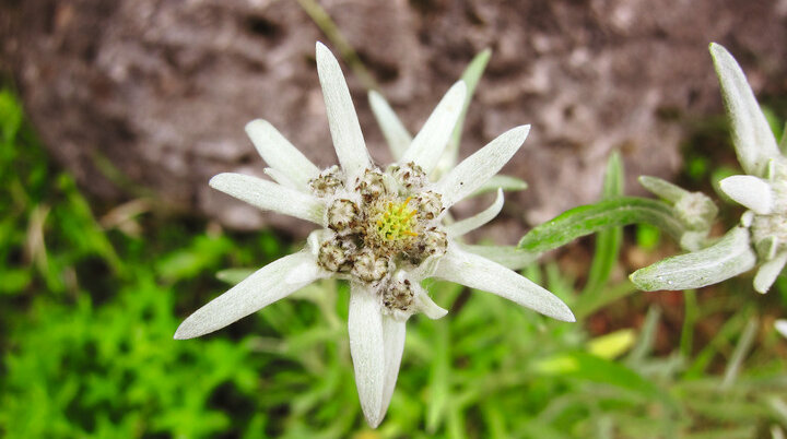 Edelweiss | © DAV Archiv